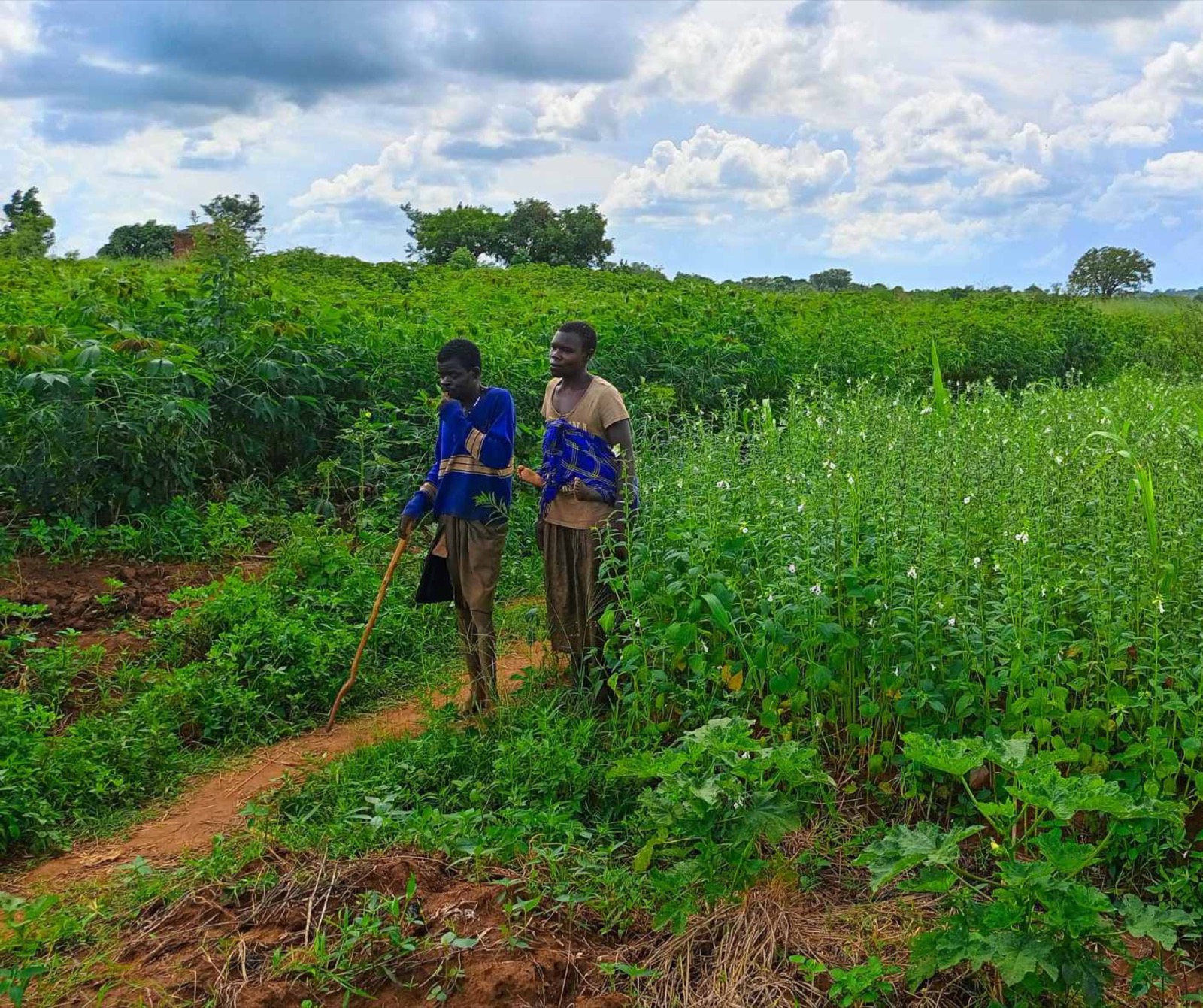 A picture of Alfred with his wife walking in the field. Alfred is a 35-year-old man with a disability and was selected by his community as a Farmer Innovator and was trained in the PIP approach (Integrated Farm Plan).